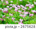 レンゲソウの花粉を集めるミツバチ 2675628
