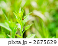 草をよじ登るナナホシテントウ 2675629