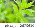 草の上で正面を向くナナホシテントウ 2675630
