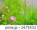 アカバナユウゲショウ 2675632