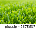 八十八夜後、新芽をつけた茶畑 2675637