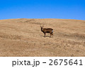 馬＆鹿 2675641