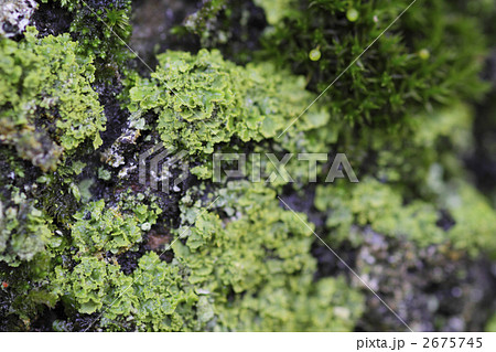 苔の風景1 2675745