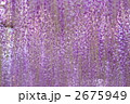 藤棚 2675949