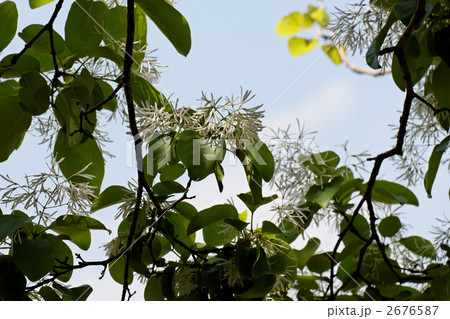 白色のヒトツバタゴの花と青空 2676587