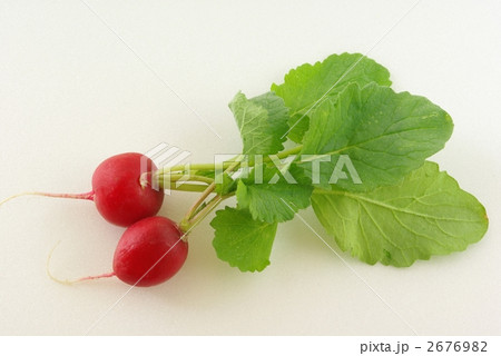 ラディッシュ 2676982