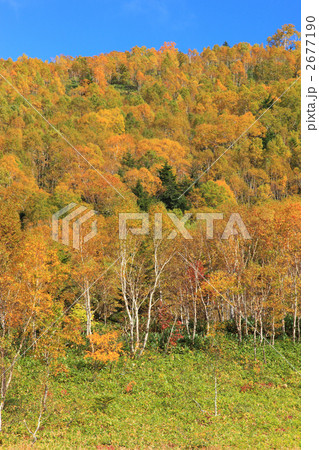 志賀高原の紅葉 2677190