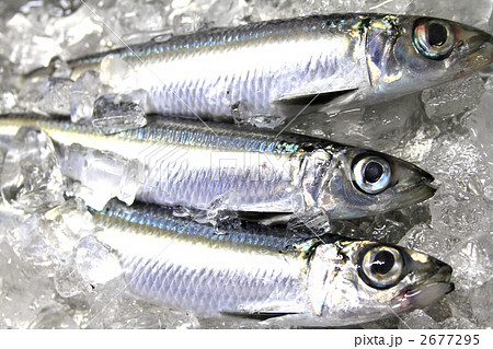 うるめいわし うるめいわし 2677295