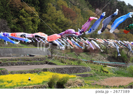 鯉のぼり、南八ヶ岳花の森公園 2677389