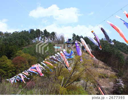 南八ヶ岳花の森公園の鯉のぼり 南八ヶ岳花の森公園の鯉のぼり 2677393