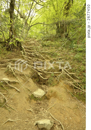 三佛寺カズラ坂 2677450