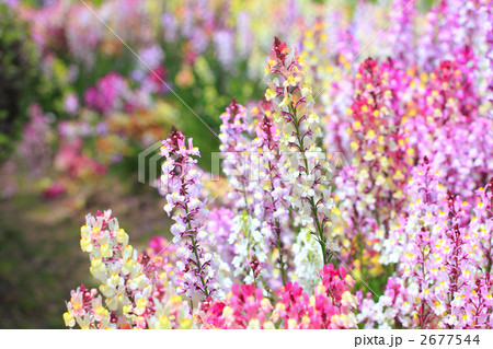 リナリア リナリア 2677544