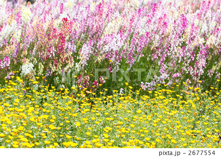 リナリア 2677554