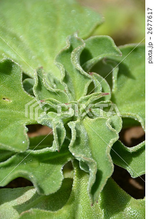アイスプラント 2677617