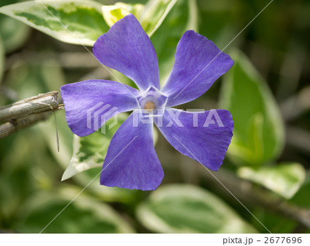 蔓日日草 2677696