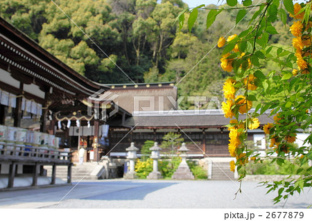 松尾大社と山吹 2677879