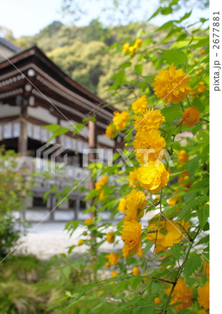 松尾大社と山吹 2677881