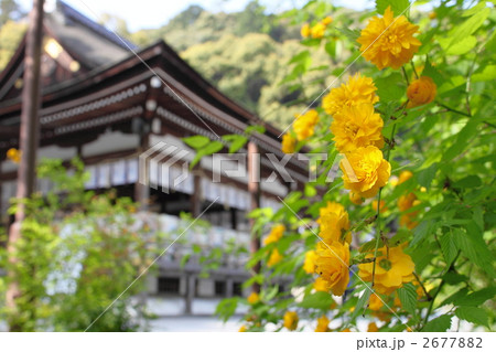 松尾大社と山吹 2677882