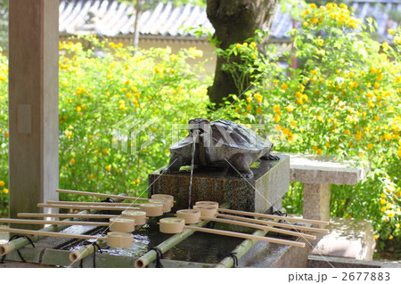 松尾大社と山吹 2677883