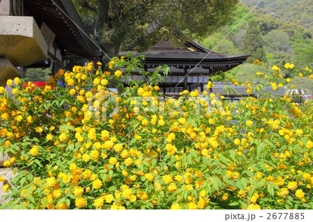 松尾大社と山吹 松尾大社と山吹 2677885