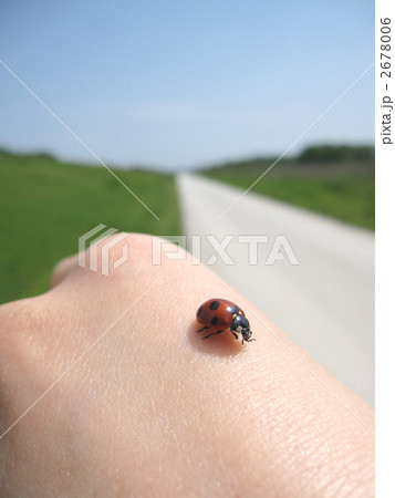 手の上のナナホシテントウ虫 ② 手の上のナナホシテントウ虫 ② 2678006