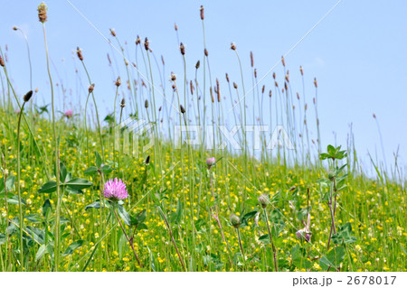 雑草の中の紫詰草 雑草の中の紫詰草 2678017