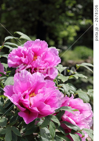 牡丹　似荷蓮 2678106