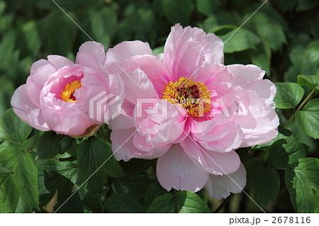 咲きかけの牡丹と満開の牡丹(日よけの下で) 咲きかけの牡丹と満開の牡丹(日よけの下で) 2678116