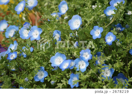 ネモフィラ ネモフィラ 2678219