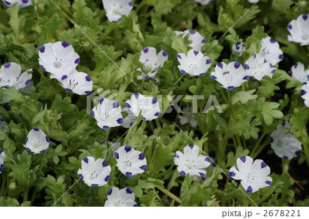 ネモフィラ 2678221