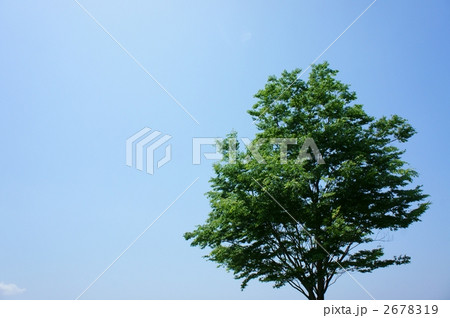 青空と樹木 2678319