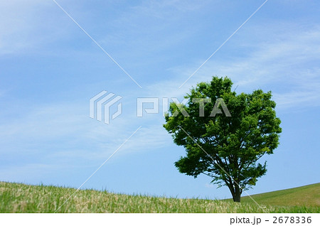 芝生と木 2678336