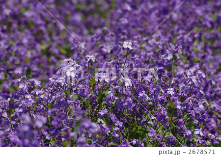 諸葛菜のお花畑 2678571