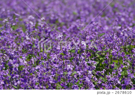 諸葛菜のお花畑 諸葛菜のお花畑 2678610