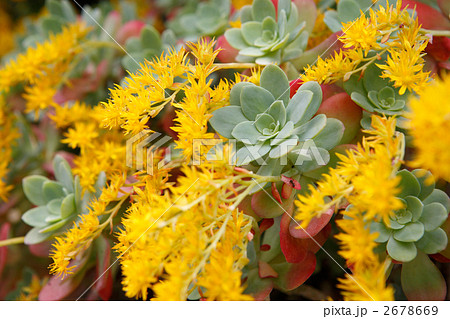 多肉植物満開の黄色い花の写真素材 [2678669] - PIXTA