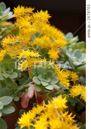 黄色の花が咲く多肉植物 多肉植物満開の黄色い花の写真素材 [2678703] - PIXTA