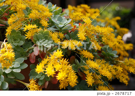 多肉植物満開の黄色い花の写真素材