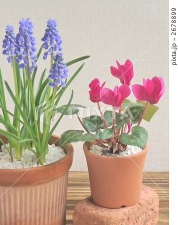 ムスカリとミニシクラメン 2678899