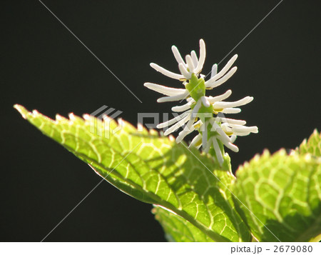 ヒトリシズカ ヒトリシズカ 2679080