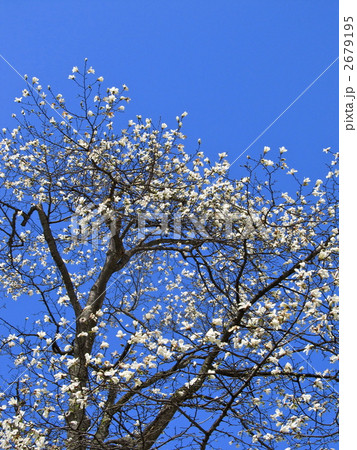 青空とキタコブシ 2679195