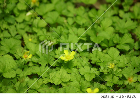 蛇苺の花　毒がないのに毒苺と言われ・・・ 2679226