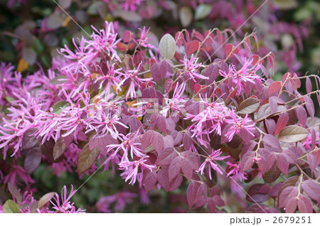 紅花常盤満作　満開です 2679251