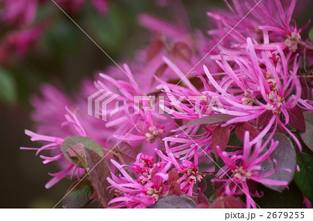 紅花常盤満作　満開です 2679255