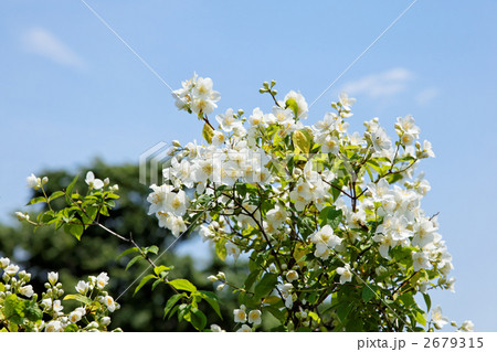 バイカウツギの白い花と青空 2679315