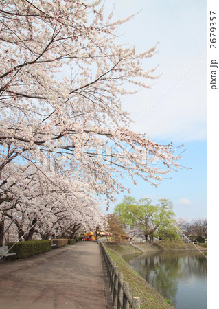 高松の池の桜 2679357