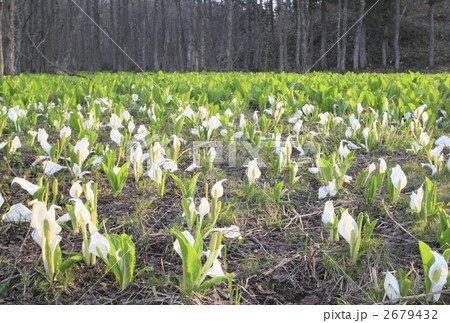 刺巻の水芭蕉 刺巻の水芭蕉 2679432
