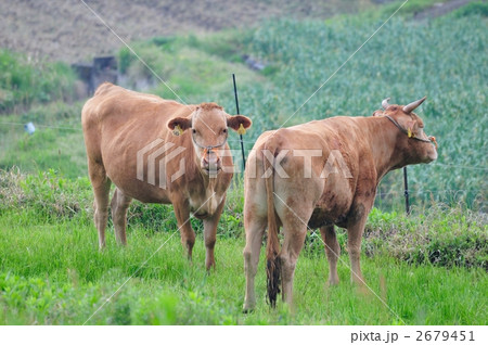 肥後のあか牛 2679451