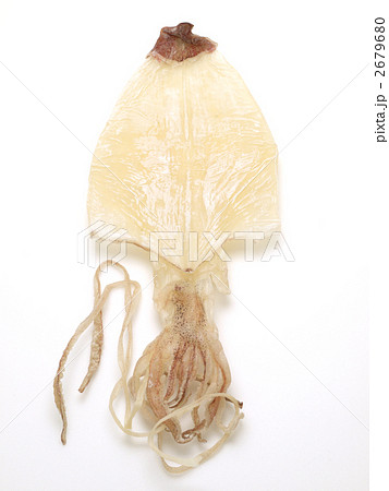 スルメイカ 2679680