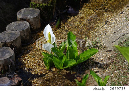 御在所岳山上公園の水芭蕉 御在所岳山上公園の水芭蕉 2679733