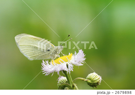 ハルジオンにとまるシロチョウ 2679898
